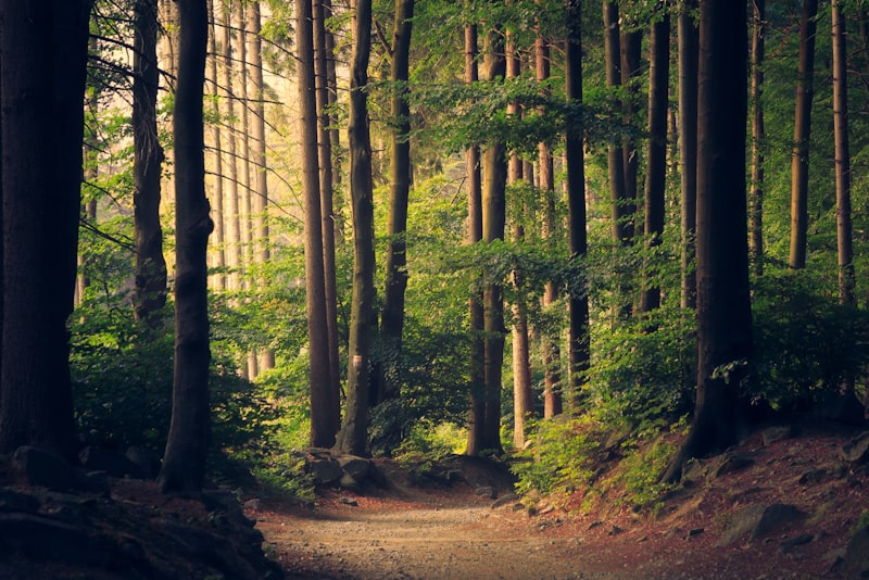 A sunlit forest trail winding between tall trees on a clear day