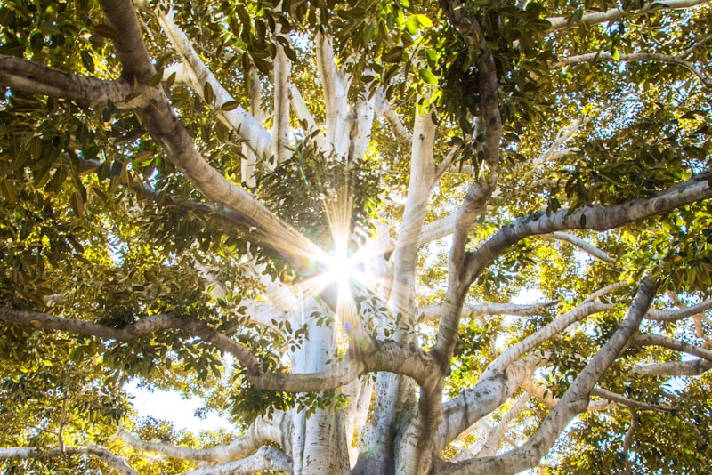 A hiker's boots on a rocky mountain trail with sunlight filtering through trees.